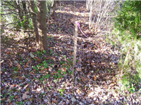 Fence Gallery Photo - Clearing and Property Line.jpg